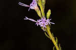 Smallhead blazing star